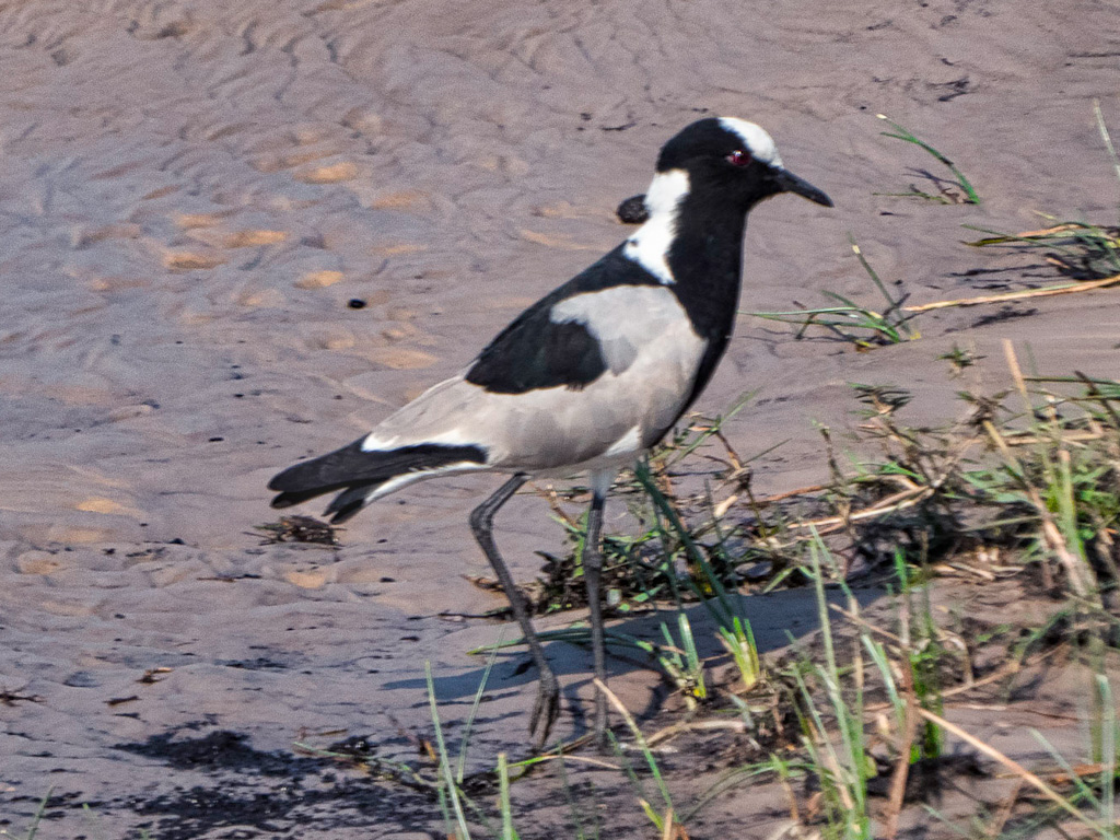 Blacksmith Plover (Vanellus armatus)