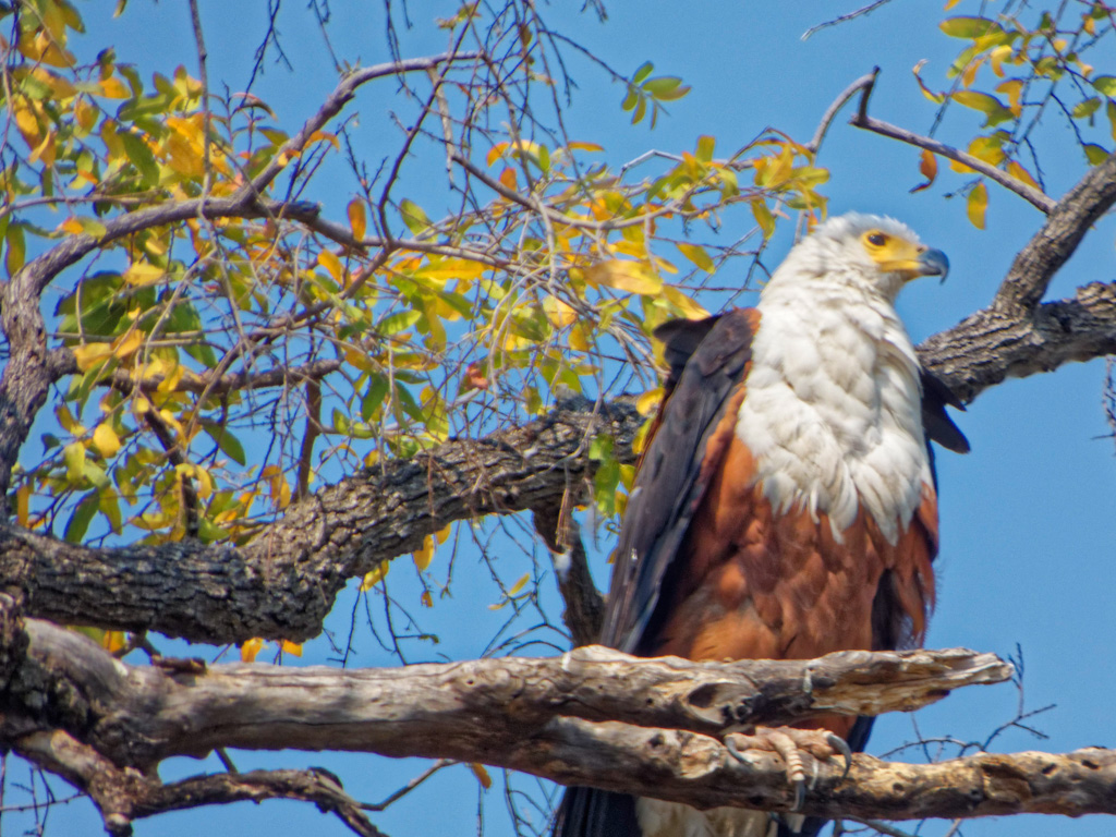 African Fish Eagle (Haliaeetus vocifer)