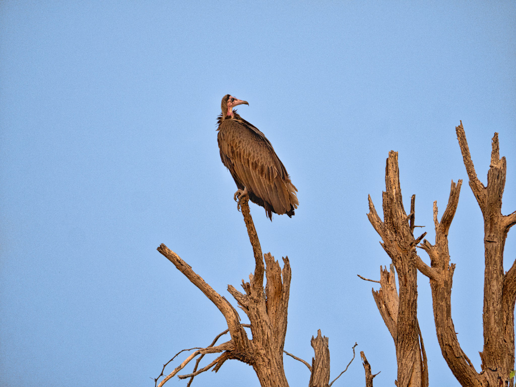 Hooded Vulture (Necrosyrtes monachus)