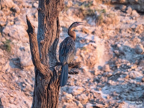 African darter (Anhinga rufa)