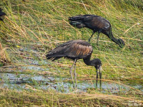 African Openbill Stork (Anastomus lamelligerus)