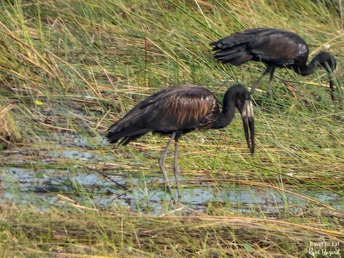 African Openbill Stork (Anastomus lamelligerus)