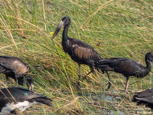 African Openbill Stork (Anastomus lamelligerus)