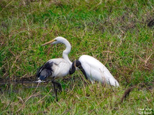 African Sacred Ibis (Threskiornis aethiopicus) and Great Egret (Ardea alba)