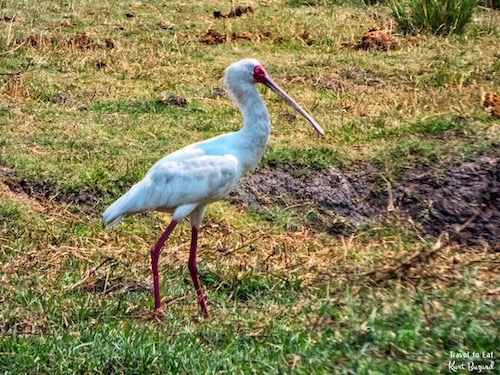 African Spoonbill (Platalea alba)