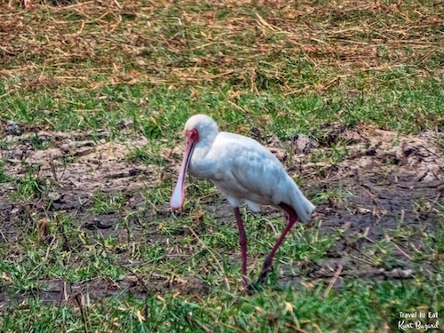 African Spoonbill (Platalea alba)