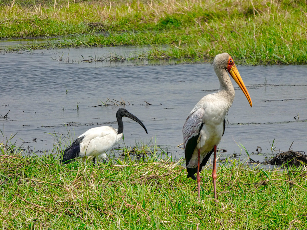 African Sacred Ibis (Threskiornis aethiopicus) left, Yellow-billed stork (Mycteria ibis) right