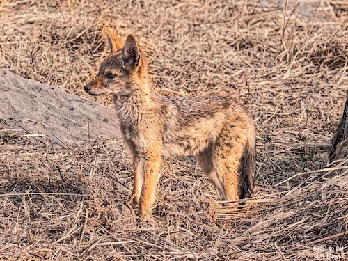 Black-Backed Jackal Cub (Canis mesomelas)