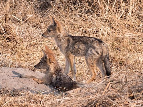 Black-Backed Jackal Cubs (Canis mesomelas)