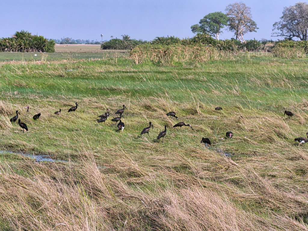 Group of African Openbill Storks (Anastomus lamelligerus)