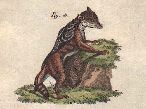 Cape Jackal: Copper Engraving, Colored by Hand, Bertuch 1790-1810