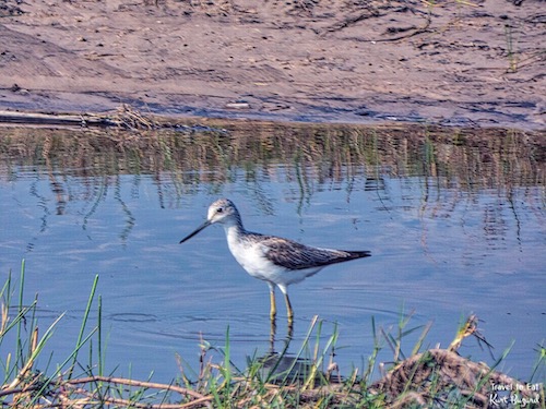 Common Greenshank (Tringa nebularia)