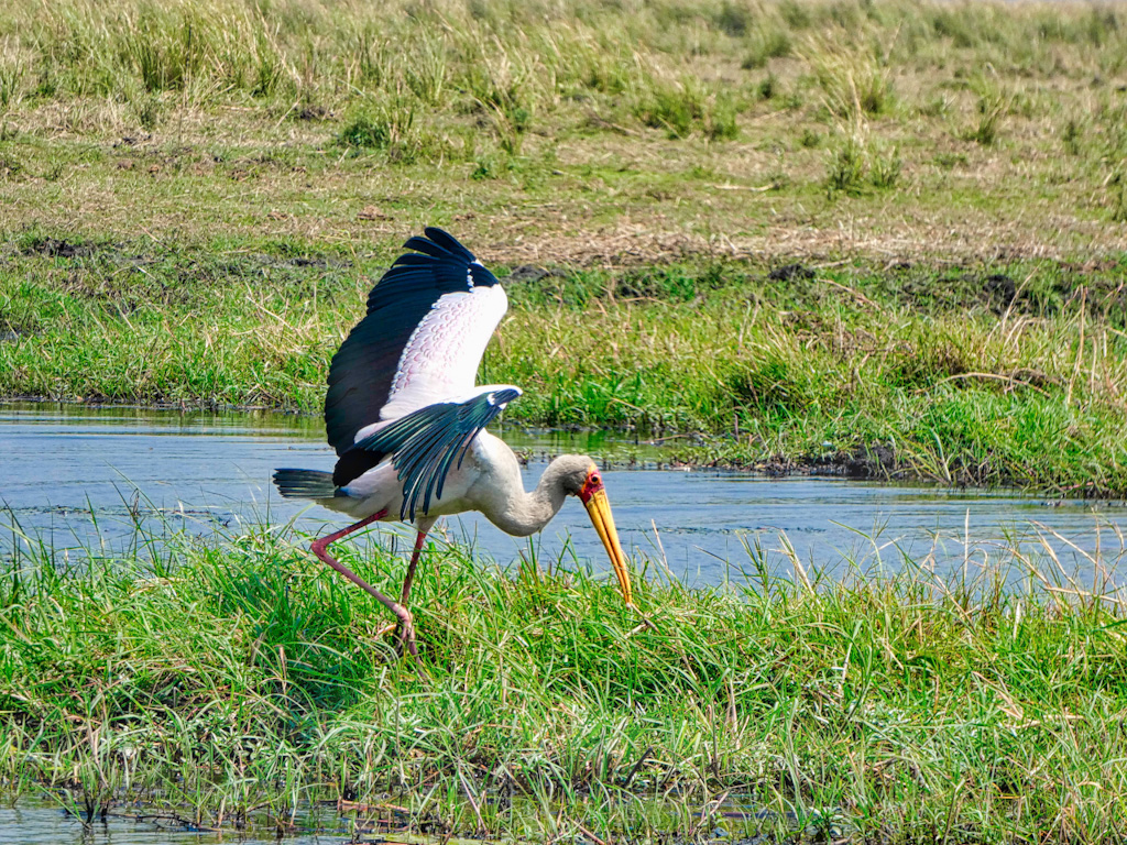 Yellow-Billed Stork (Mycteria ibis)