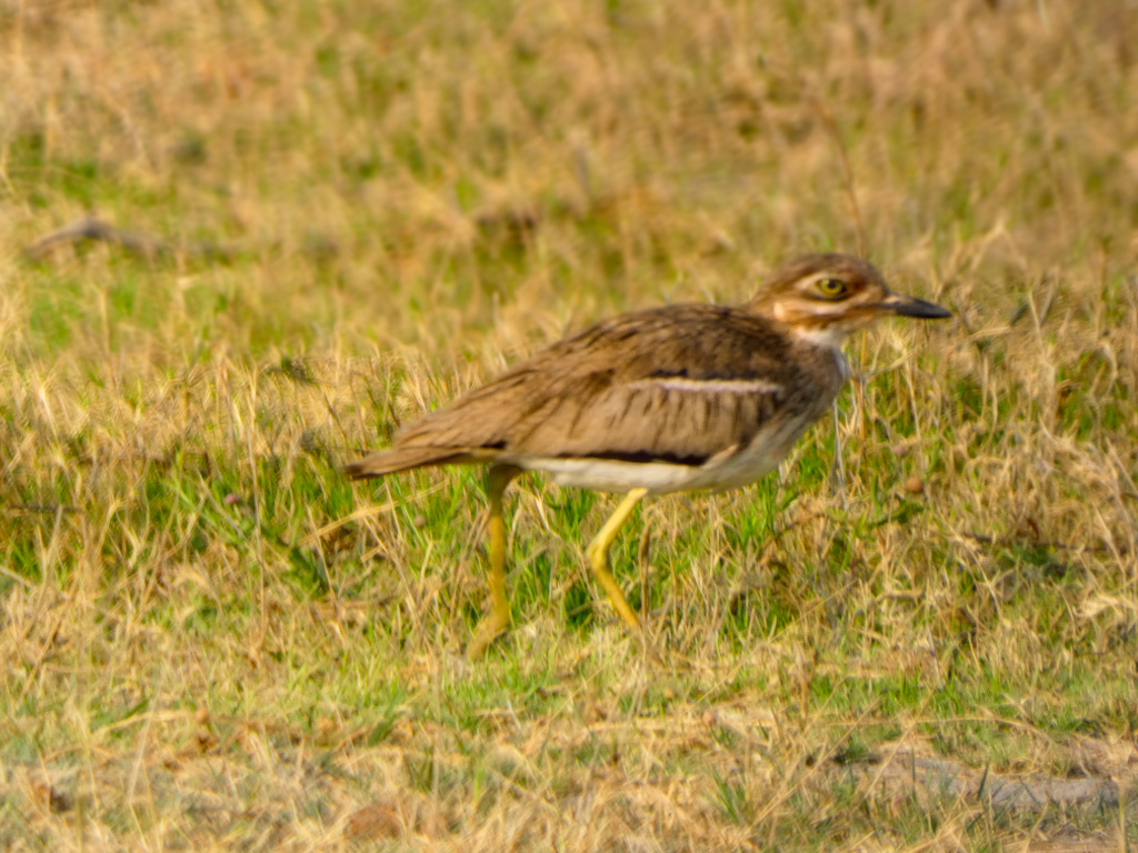 Water Thick-Knee (Burhinus vermiculatus)