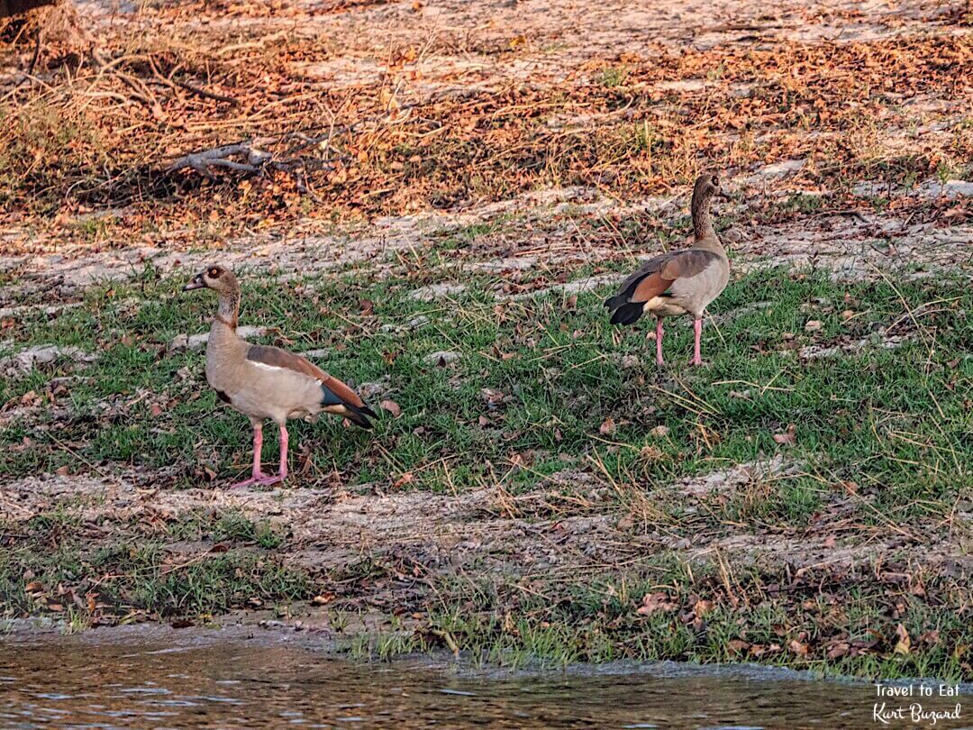 Egyptian Geese (Alopochen aegyptiaca)
