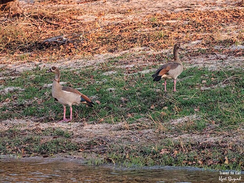 Egyptian Geese (Alopochen aegyptiaca) 