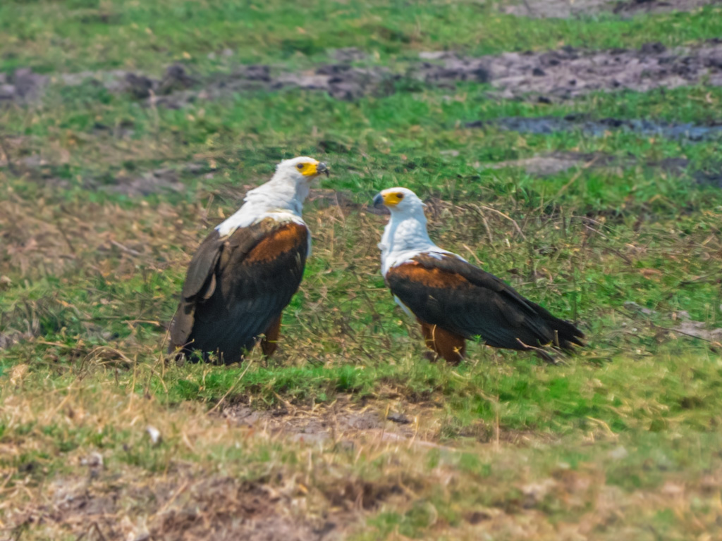 African Fish Eagle (Haliaeetus vocifer) Breeding Couple, Female (left) Male (right)