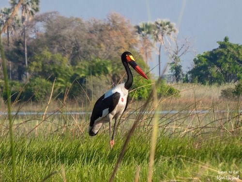 Female Saddle-Billed Stork (Ephippiorhynchus senegalensis)