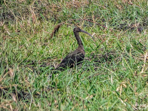 Glossy Ibis (Plegadis falcinellus)