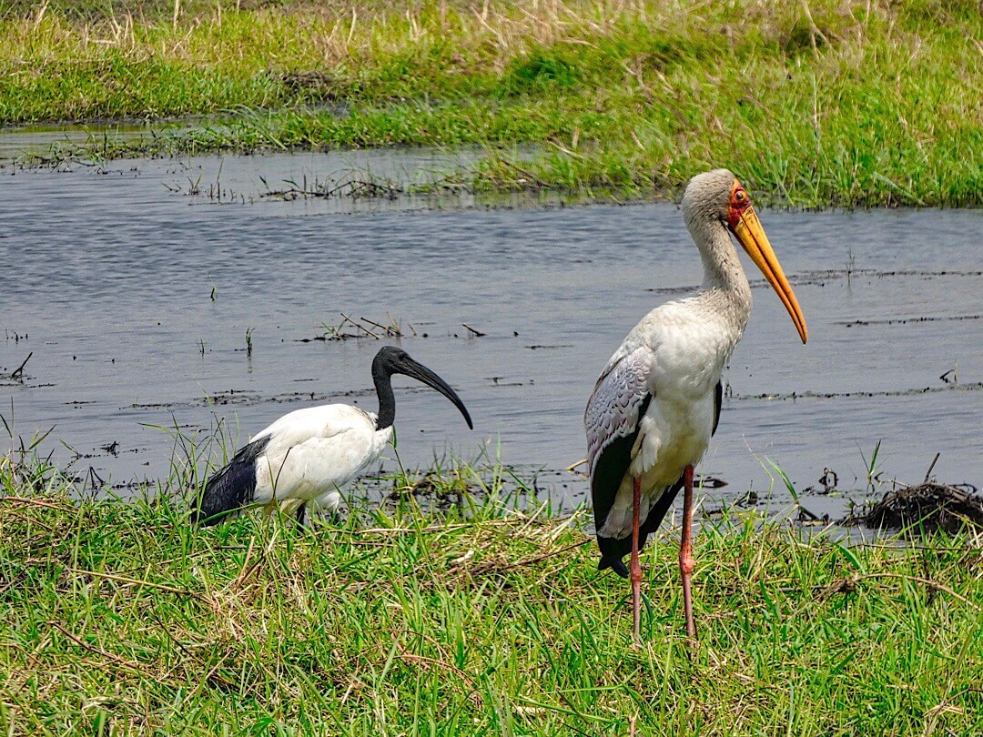 African Sacred Ibis (Threskiornis aethiopicus) left, Yellow-billed stork (Mycteria ibis) right