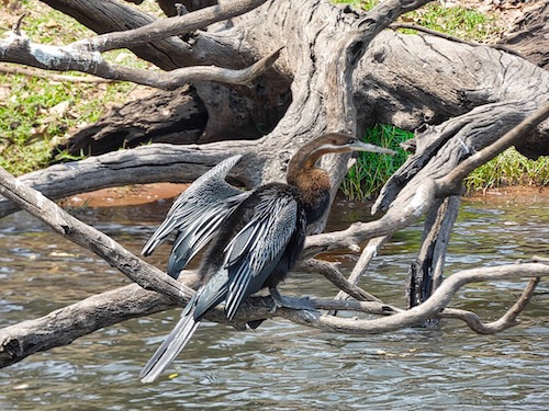 Male African Darter (Anhinga rufa)