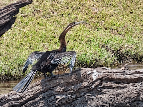 Male African Darter (Anhinga rufa)