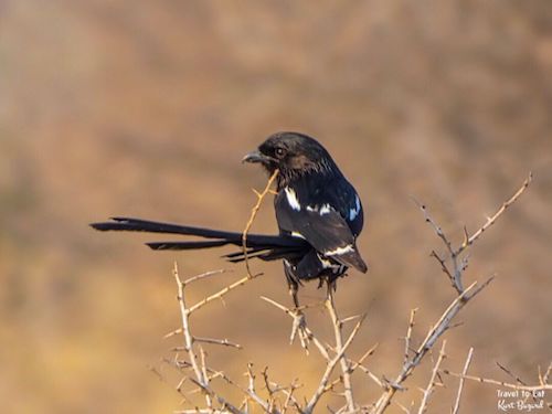 Magpie Shrike (Urolestes melanoleucus)