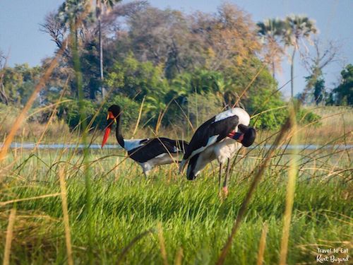 Male (left) and Female (right) Saddle-Billed Stork (Ephippiorhynchus senegalensis)