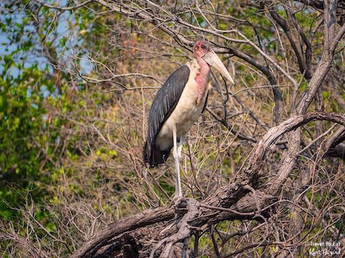 Marabou Stork (Leptoptilos crumenifer)