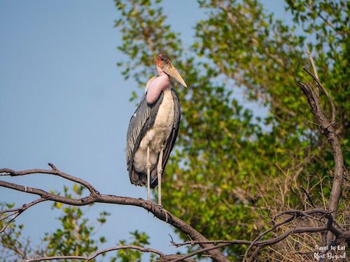 Marabou Stork (Leptoptilos crumenifer) with Inflated Pink Gular Sac