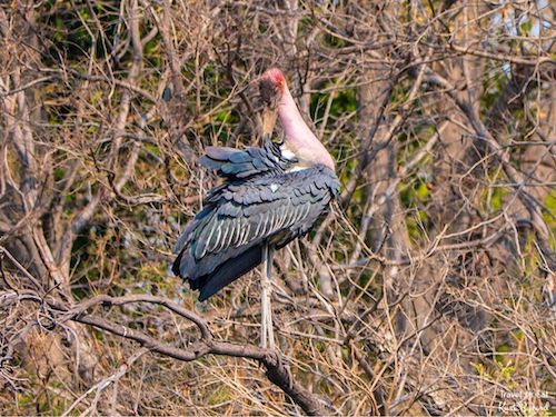 Marabou Stork (Leptoptilos crumenifer)