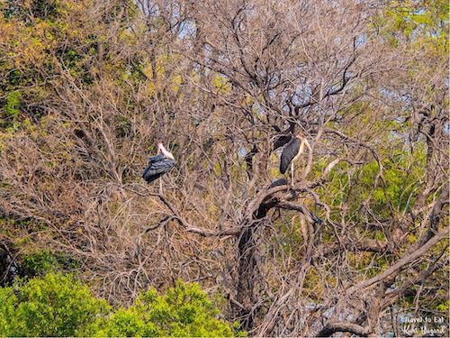 Marabou Storks (Leptoptilos crumenifer) in Tree