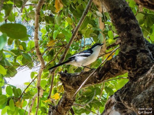 Northern Fiscal (Lanius humeralis)