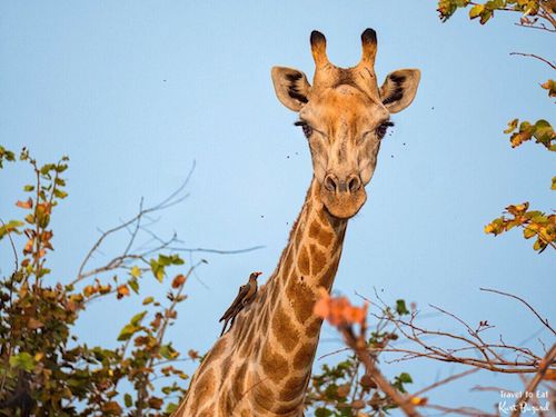 Red-Billed Oxpecker (Buphagus erythrorhynchus)