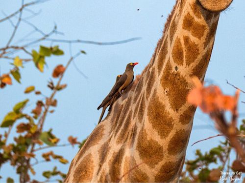 Red-Billed Oxpecker (Buphagus erythrorhynchus)