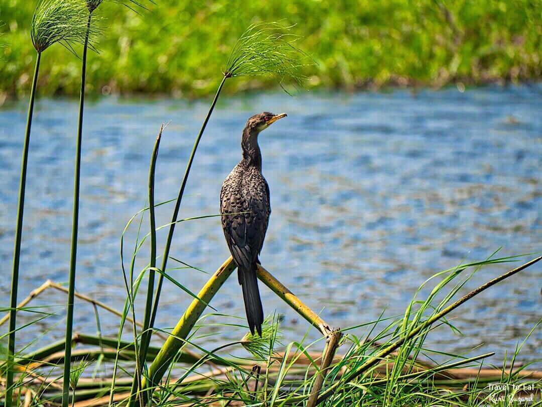 Reed Cormorant (Microcarbo africanus)