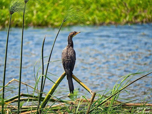 Reed Cormorant (Microcarbo africanus)