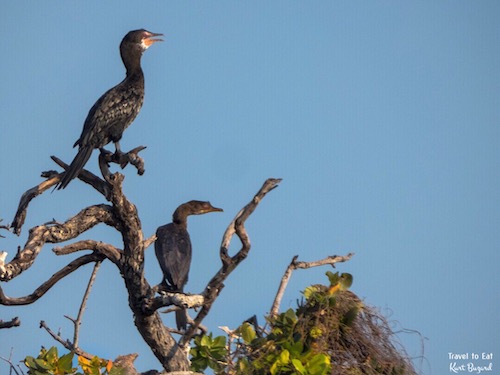 Reed Cormorant (Microcarbo africanus)