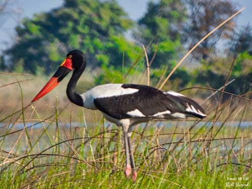 Female Saddle-Billed Stork (Ephippiorhynchus senegalensis)