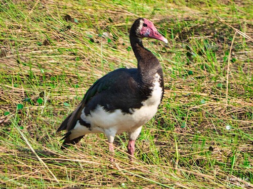 Adult Spur-Winged Goose (Plectropterus gambensis)