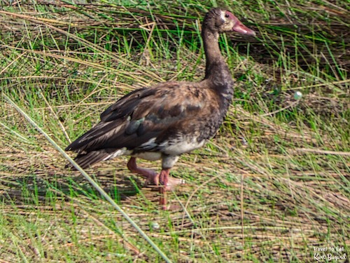 Adolescent Spur-Winged Goose (Plectropterus gambensis)