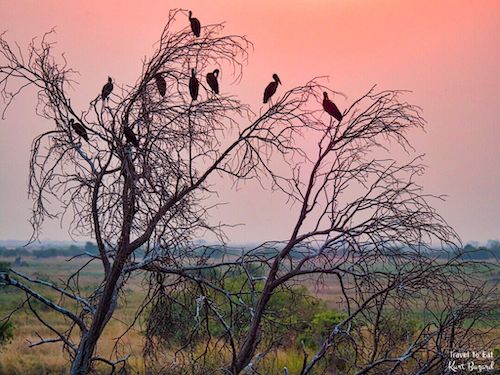 Storks Settling in at Sunset