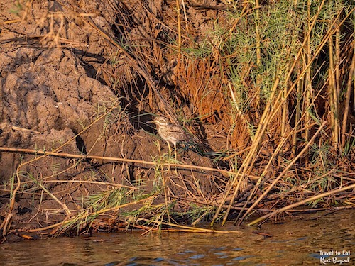 Water Thick-Knee (Burhinus vermiculatus)