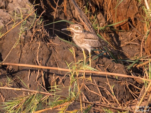 Water Thick-Knee (Burhinus vermiculatus)