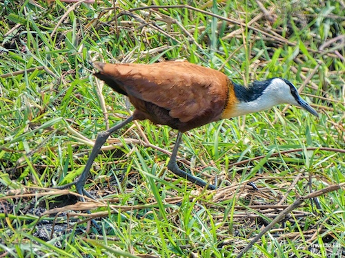 African Jacana (Actophilornis africanus)