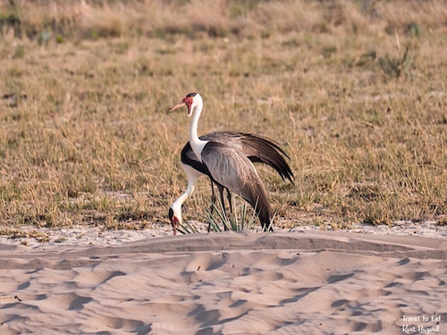 Wattled Crane (Grus carunculata)