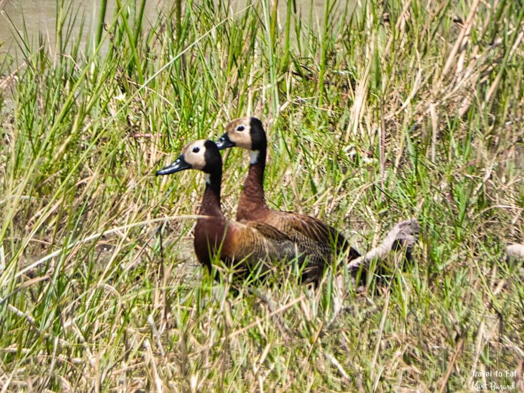 White-Faced Whistling Duck (Dendrocygna viduata)