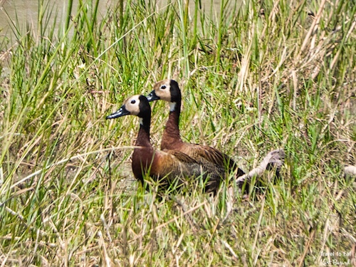 White-Faced Whistling Duck (Dendrocygna viduata)