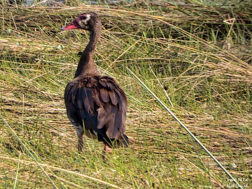 Adolescent Spur-Winged Goose (Plectropterus gambensis)