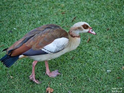 Egyptian Goose (Alopochen aegyptiaca)